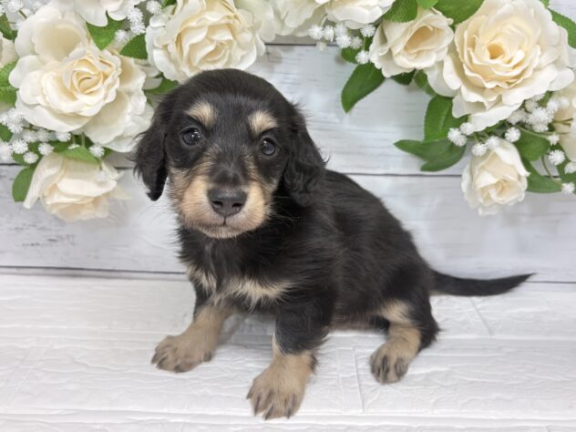 宮城県のミニチュアダックスフンド(ロング) (アミーゴ仙台富沢店/2025年12月23日生まれ/男の子/ブラックイエロー)の子犬