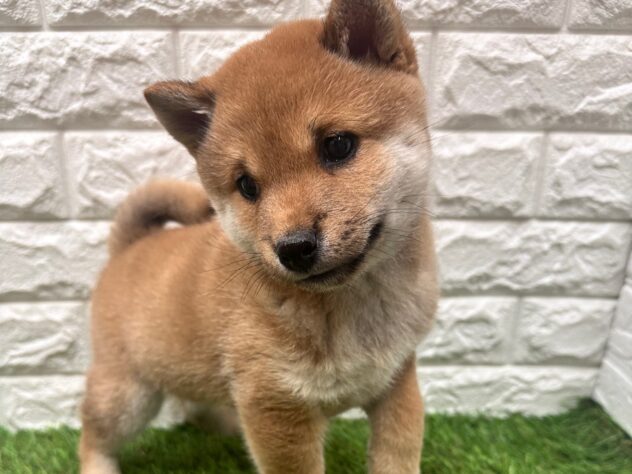 新潟県の柴犬(標準サイズ) (アミーゴ新潟小新店/2025年12月2日生まれ/男の子/赤)の子犬の3枚目の画像