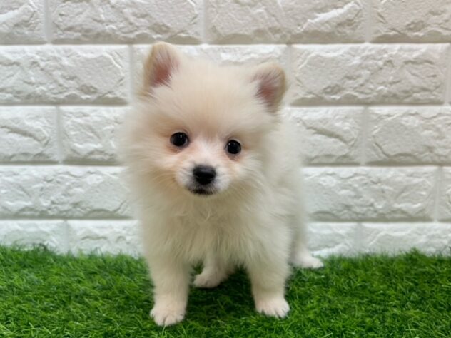 新潟県のポメラニアン (アミーゴ紫竹山店/2025年12月9日生まれ/男の子/クリーム)の子犬の1枚目の画像