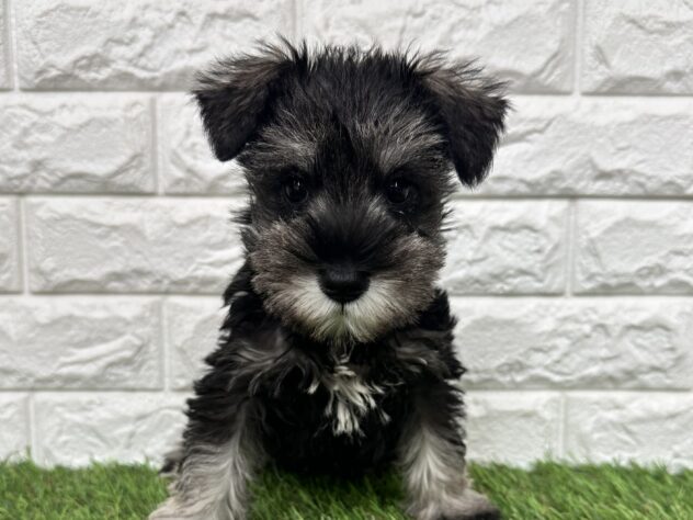 新潟県のミニチュアシュナウザー (アミーゴ新潟小新店/2025年11月24日生まれ/女の子/ソルトペッパー)の子犬