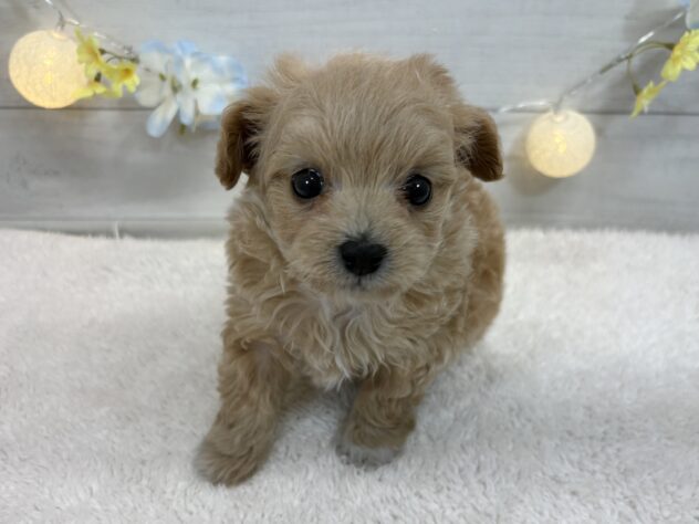 宮城県のハーフ犬・ミックス犬 (アミーゴ仙台富沢店/2025年12月7日生まれ/男の子/アプリコットホワイト)の子犬