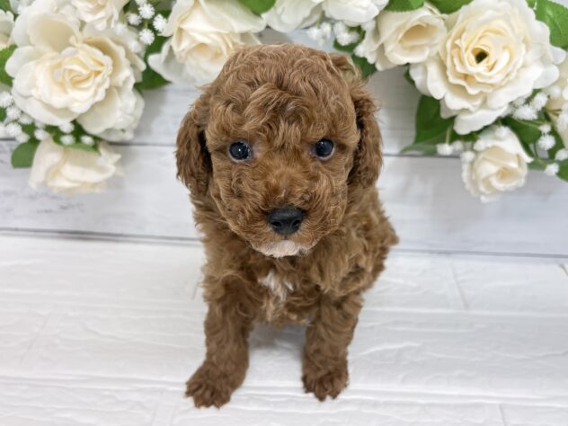 宮城県のトイプードル(トイ) (アミーゴ仙台富沢店/2025年12月18日生まれ/男の子/レッド)の子犬