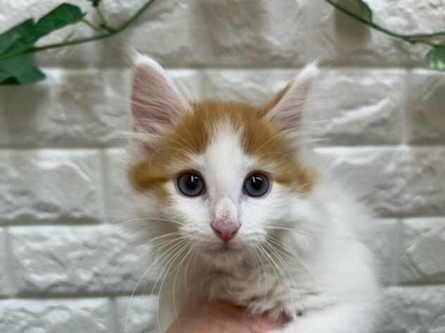 新潟県のノルウェージャンフォレストキャット (アミーゴ紫竹山店/2025年12月1日生まれ/男の子/レッドタビーホワイト)の子猫の3枚目の画像