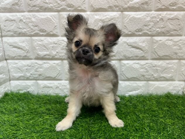 新潟県のチワワ(ロング) (アミーゴ紫竹山店/2025年10月28日生まれ/女の子/フォーンホワイト)の子犬の1枚目の画像