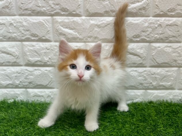 新潟県のノルウェージャンフォレストキャット (アミーゴ紫竹山店/2025年12月1日生まれ/男の子/レッドタビーホワイト)の子猫