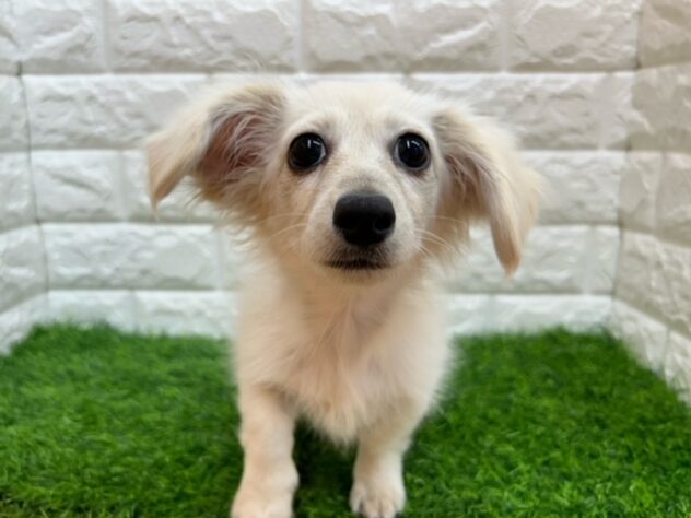 新潟県のハーフ犬・ミックス犬 (アミーゴ紫竹山店/2025年10月14日生まれ/女の子/イエロー)の子犬の2枚目の画像