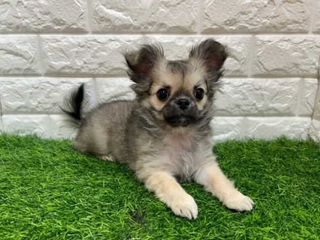 新潟県のチワワ(ロング) (アミーゴ紫竹山店/2025年10月28日生まれ/女の子/フォーンホワイト)の子犬の2枚目の画像