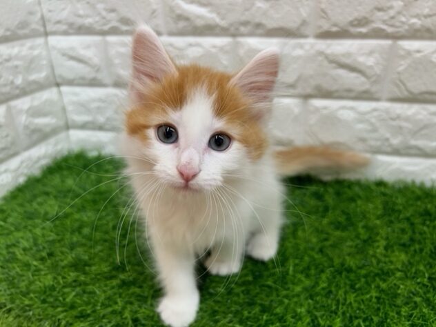 新潟県のノルウェージャンフォレストキャット (アミーゴ紫竹山店/2025年12月1日生まれ/男の子/レッドタビーホワイト)の子猫の2枚目の画像