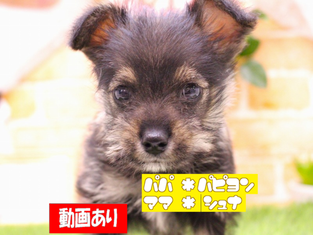 兵庫県のハーフ犬・ミックス犬 (ペット・プラザ アミーゴ三田店/2025年12月6日生まれ/女の子/ソルトペッパー)の子犬の1枚目の画像