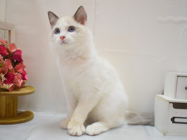 大阪府のラグドール (ペット・プラザ アミーゴ豊中服部店/2025年11月25日生まれ/男の子/シールポイントバイカラー)の子猫の1枚目の画像