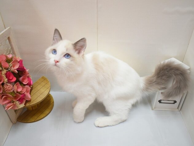 大阪府のラグドール (ペット・プラザ アミーゴ豊中服部店/2025年11月25日生まれ/男の子/シールポイントバイカラー)の子猫の3枚目の画像