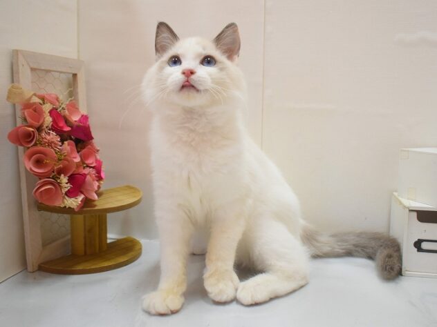 大阪府のラグドール (ペット・プラザ アミーゴ豊中服部店/2025年11月25日生まれ/男の子/シールポイントバイカラー)の子猫の2枚目の画像