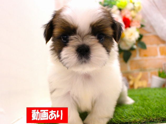 兵庫県のシーズー (ペット・プラザ アミーゴ三田店/2025年12月7日生まれ/男の子/ゴールドホワイト)の子犬の1枚目の画像
