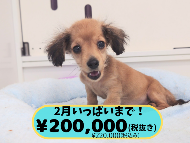 岡山県のハーフ犬・ミックス犬 (アミーゴ中庄店/2025年11月10日生まれ/女の子/シェイテッドイエロー)の子犬の1枚目の画像