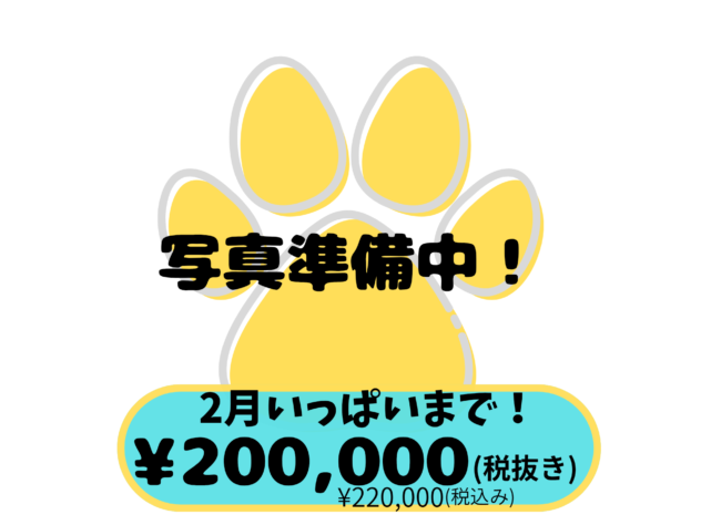 岡山県の豆柴 (アミーゴ中庄店/2025年12月13日生まれ/男の子/赤)の子犬