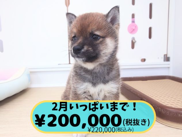 岡山県の豆柴 (アミーゴ中庄店/2025年12月13日生まれ/男の子/赤)の子犬の1枚目の画像