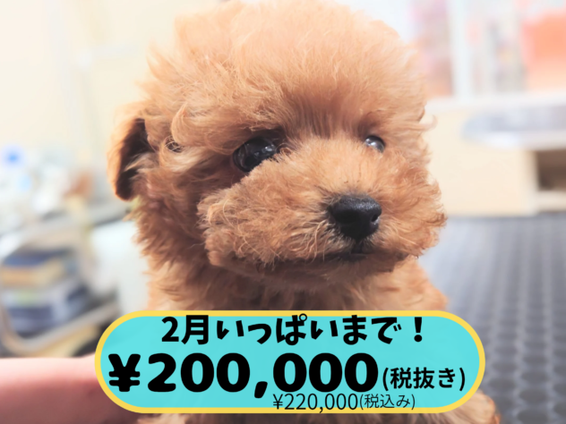岡山県のトイプードル(トイ) (アミーゴ中庄店/2025年12月22日生まれ/男の子/レッドフォーン)の子犬の1枚目の画像