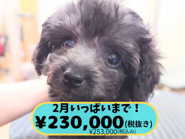 岡山県のトイプードル(トイ) (アミーゴ中庄店/2025年12月20日生まれ/男の子/グレー)の子犬の1枚目の画像