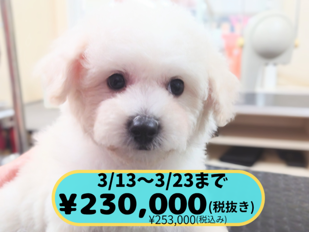 岡山県のハーフ犬・ミックス犬 (アミーゴ中庄店/2025年12月30日生まれ/女の子/クリーム)の子犬