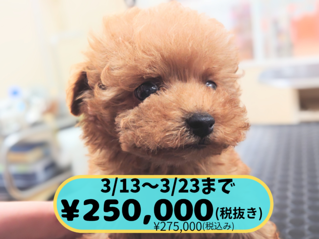 岡山県のトイプードル(トイ) (アミーゴ中庄店/2025年12月22日生まれ/男の子/レッドフォーン)の子犬