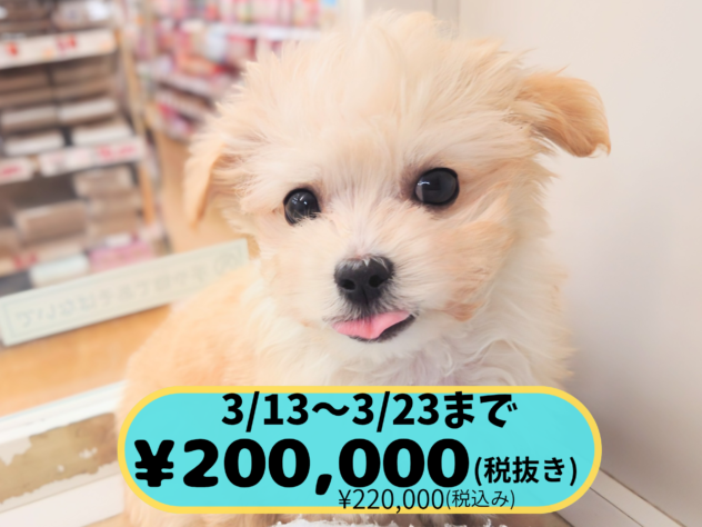 岡山県のハーフ犬・ミックス犬 (アミーゴ中庄店/2025年12月7日生まれ/男の子/アプリコット)の子犬の1枚目の画像