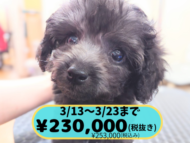 岡山県のトイプードル(トイ) (アミーゴ中庄店/2025年12月20日生まれ/男の子/グレー)の子犬
