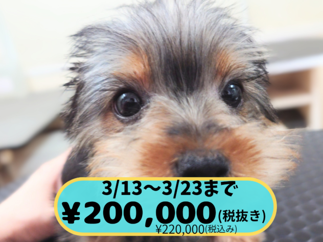 岡山県のヨークシャーテリア (アミーゴ中庄店/2025年11月29日生まれ/女の子/スチールブルータン)の子犬