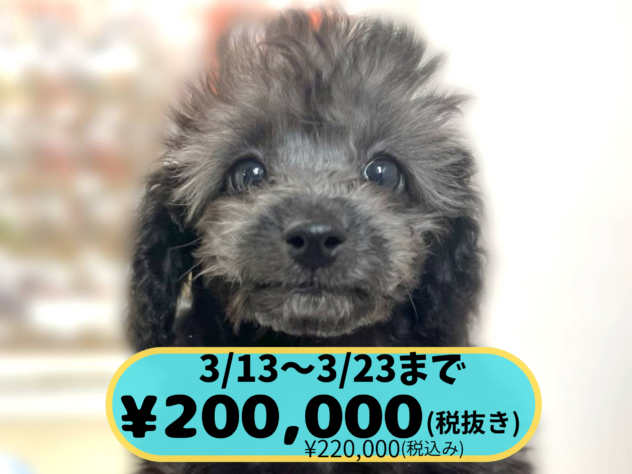 岡山県のトイプードル(トイ) (アミーゴ中庄店/2025年12月20日生まれ/男の子/グレー)の子犬の1枚目の画像