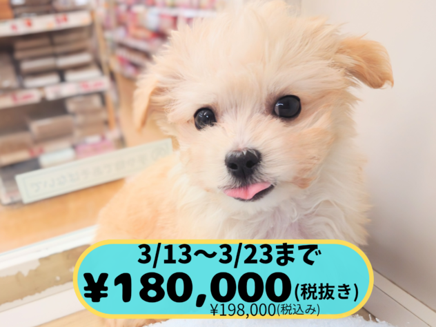 岡山県のハーフ犬・ミックス犬 (アミーゴ中庄店/2025年12月7日生まれ/男の子/アプリコット)の子犬の1枚目の画像