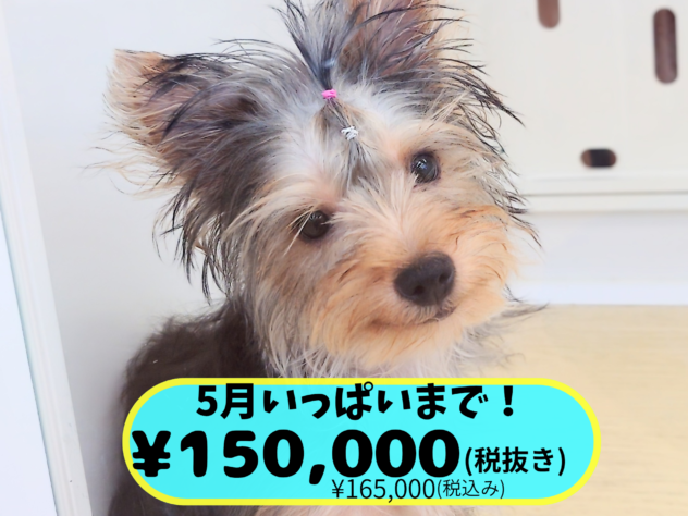 岡山県のヨークシャーテリア (アミーゴ中庄店/2025年11月29日生まれ/女の子/スチールブルータン)の子犬の1枚目の画像
