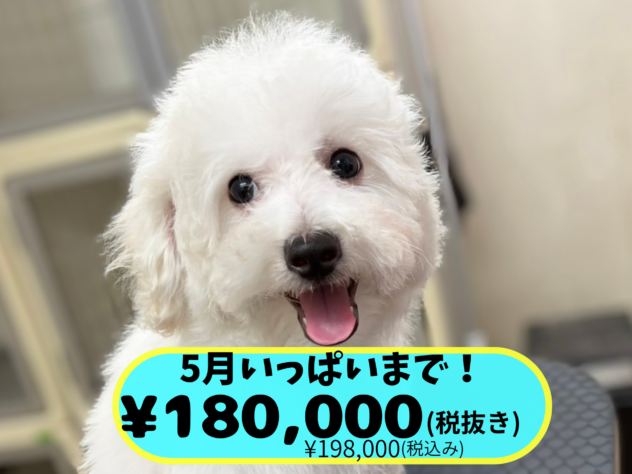岡山県のハーフ犬・ミックス犬 (アミーゴ中庄店/2025年12月30日生まれ/女の子/クリーム)の子犬の1枚目の画像