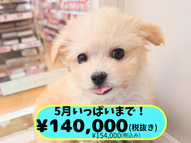岡山県のハーフ犬・ミックス犬 (アミーゴ中庄店/2025年12月7日生まれ/男の子/アプリコット)の子犬の1枚目の画像