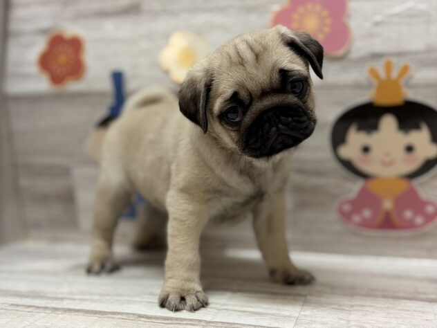 秋田県のパグ (アミーゴ横手店/2025年12月18日生まれ/女の子/フォーン)の子犬
