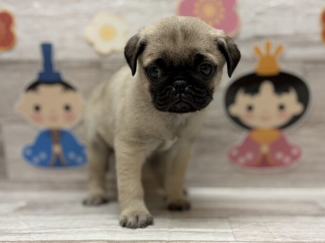 秋田県のパグ (アミーゴ横手店/2025年12月18日生まれ/男の子/フォーン)の子犬