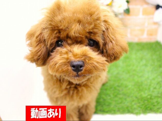 兵庫県のトイプードル(トイ) (ペット・プラザ アミーゴ三田店/2025年9月18日生まれ/女の子/レッドフォーン)の子犬の1枚目の画像