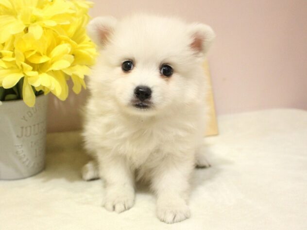 兵庫県の日本スピッツ (ペット・プラザ アミーゴ明石魚住店/2025年12月13日生まれ/男の子/ホワイト)の子犬の2枚目の画像