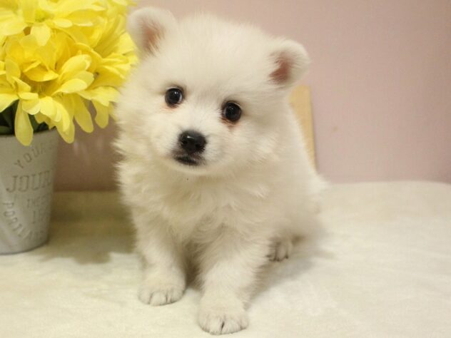 兵庫県の日本スピッツ (ペット・プラザ アミーゴ明石魚住店/2025年12月13日生まれ/男の子/ホワイト)の子犬の3枚目の画像