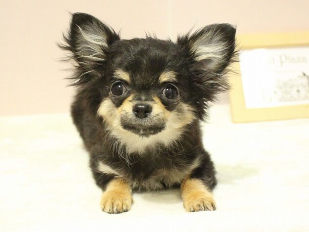 兵庫県のチワワ(ロング) (ペット・プラザ アミーゴ明石魚住店/2025年10月10日生まれ/男の子/ブラックタン)の子犬の1枚目の画像