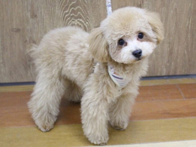 兵庫県のトイプードル(トイ) (ペット・プラザ アミーゴ明石魚住店/2025年8月27日生まれ/男の子/オレンジフォーン)の子犬の1枚目の画像