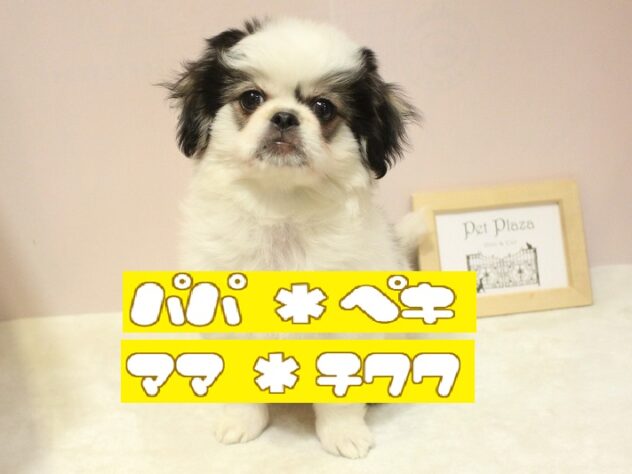 兵庫県のチワペキ/ペキチー/ペキチワ(チワワ×ペキニーズ) (ペット・プラザ アミーゴ明石魚住店/2025年10月7日生まれ/男の子/トライカラー)の子犬の1枚目の画像