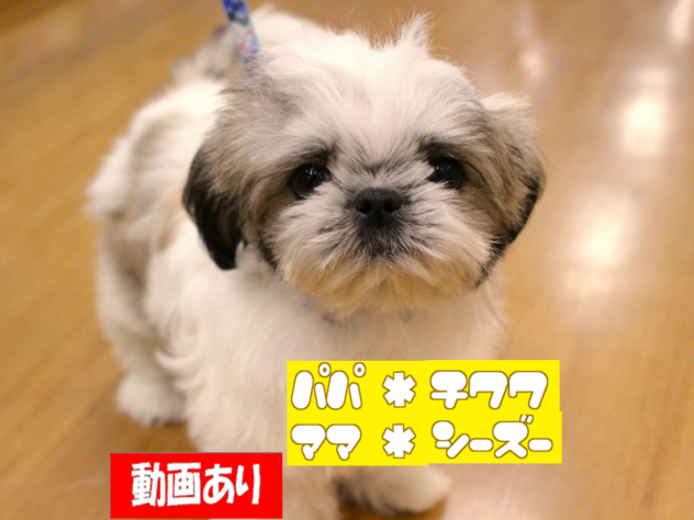 兵庫県のハーフ犬・ミックス犬 (ペット・プラザ アミーゴ三田店/2025年11月2日生まれ/男の子/レッドホワイト)の子犬の1枚目の画像