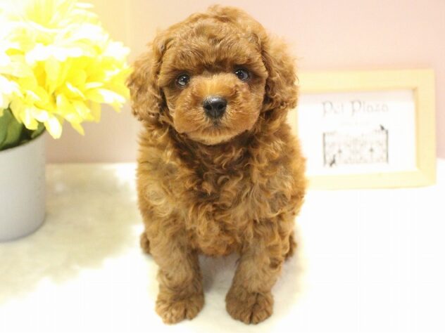 兵庫県のトイプードル(トイ) (ペット・プラザ アミーゴ明石魚住店/2026年1月1日生まれ/男の子/レッドフォーン)の子犬の1枚目の画像