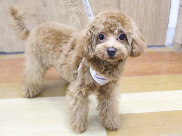 兵庫県のトイプードル(トイ) (ペット・プラザ アミーゴ明石魚住店/2025年8月4日生まれ/女の子/レッドフォーン)の子犬の1枚目の画像