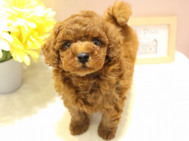 兵庫県のトイプードル(トイ) (ペット・プラザ アミーゴ明石魚住店/2026年1月1日生まれ/男の子/レッドフォーン)の子犬の2枚目の画像