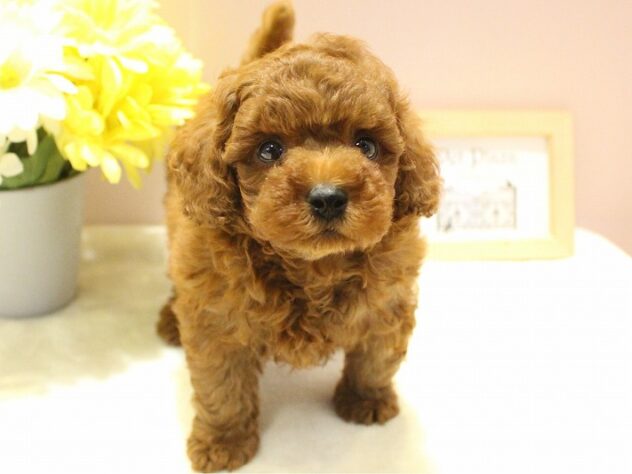 兵庫県のトイプードル(トイ) (ペット・プラザ アミーゴ明石魚住店/2026年1月1日生まれ/男の子/レッドフォーン)の子犬の3枚目の画像