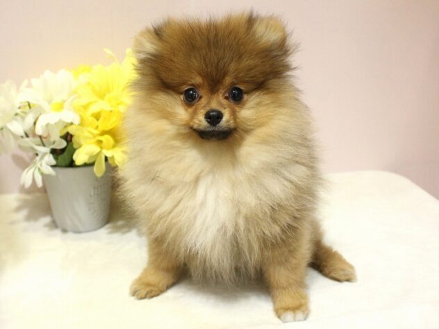 兵庫県のポメラニアン (ペット・プラザ アミーゴ明石魚住店/2025年10月14日生まれ/女の子/オレンジ)の子犬の1枚目の画像