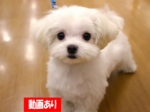 兵庫県のマルチーズ (ペット・プラザ アミーゴ三田店/2025年10月20日生まれ/女の子/ホワイト)の子犬の1枚目の画像