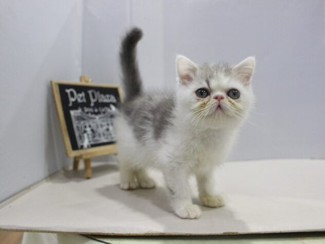 大阪府のエキゾチック (ペット・プラザ アミーゴ箕面店/2025年10月15日生まれ/男の子/ブルータビーホワイト)の子猫の1枚目の画像