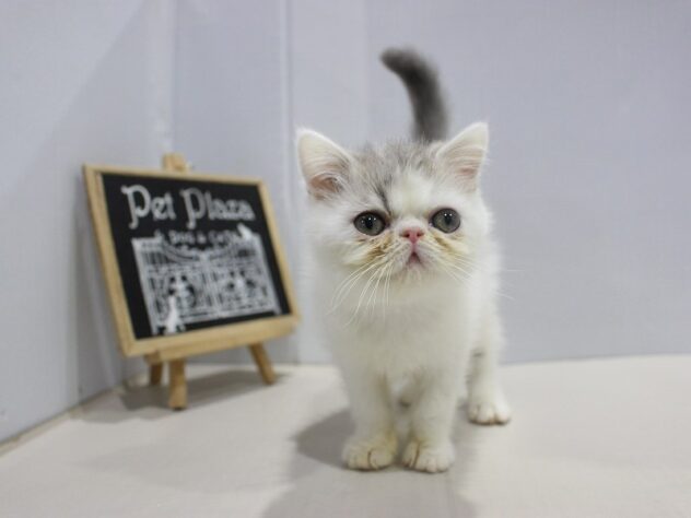 大阪府のエキゾチック (ペット・プラザ アミーゴ箕面店/2025年10月15日生まれ/男の子/ブルータビーホワイト)の子猫の2枚目の画像