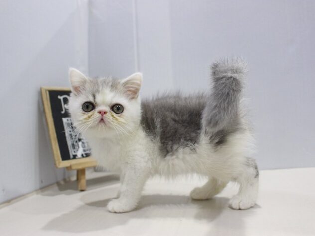 大阪府のエキゾチック (ペット・プラザ アミーゴ箕面店/2025年10月15日生まれ/男の子/ブルータビーホワイト)の子猫の3枚目の画像